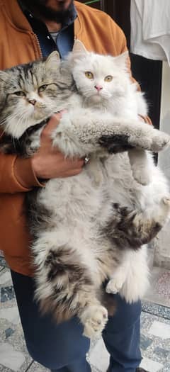 A male punched face cat & a female white cat.