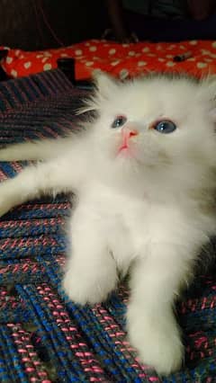 Persian cat triple coated