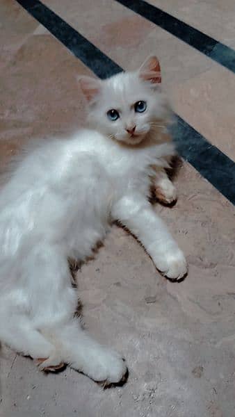 white Persian 1