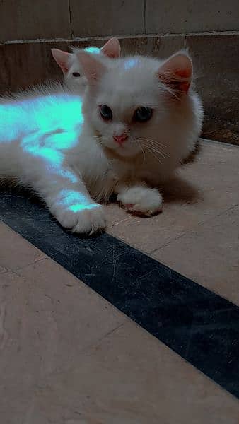 white Persian 3