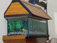 fish aquarium for sale