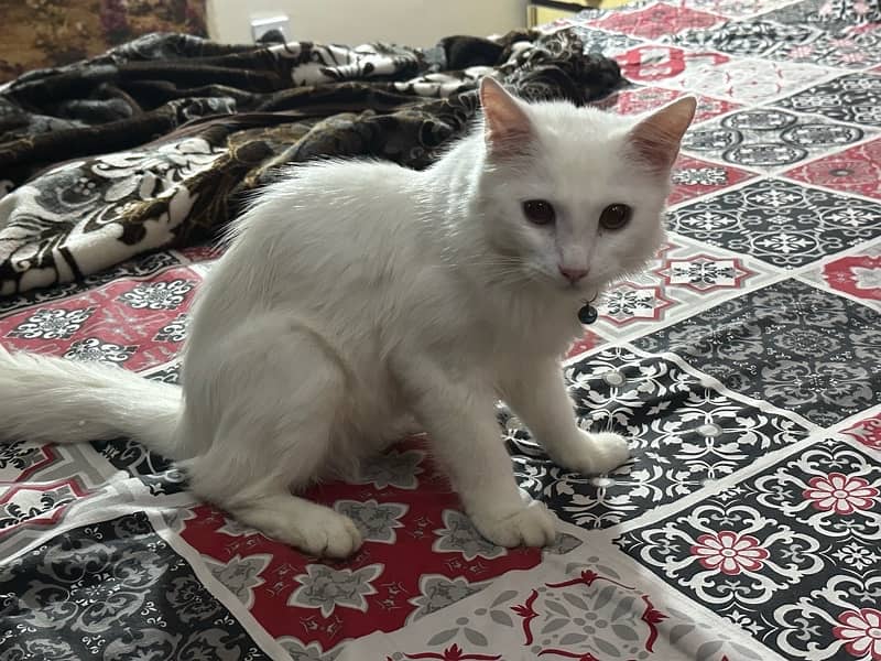 white beautiful percian cat 3