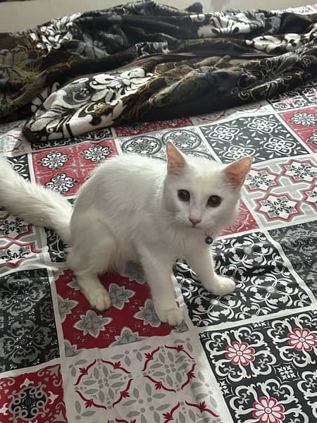 white beautiful percian cat 4