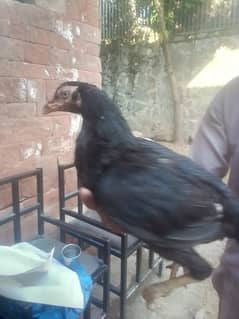 golden misri 2.5 months chicks. aseel hens and aseel chicks avialable