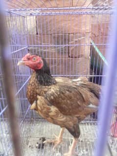 golden misri 4 months for sale. . and aseel hens asel chicks.