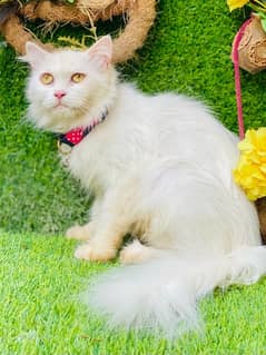 persian Beautiful female cat