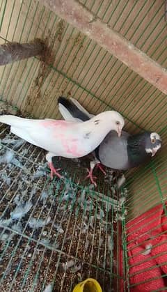 Lowflyer | Chatri Wala Pair for Sale