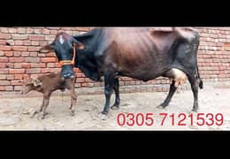 jersi cow for sale