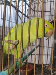 I want to sale my ringneck parrot replacement also available