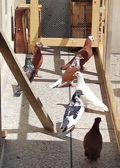 Fancy Pigeon for Sale Fancy Kabutar