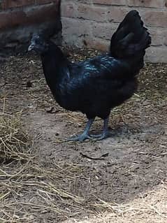 ayam cemani gray toungue females egg laying