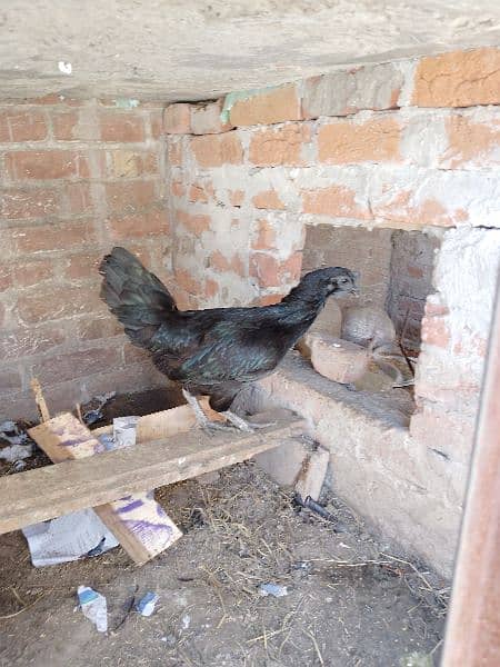 ayam cemani gray toungue females egg laying 1