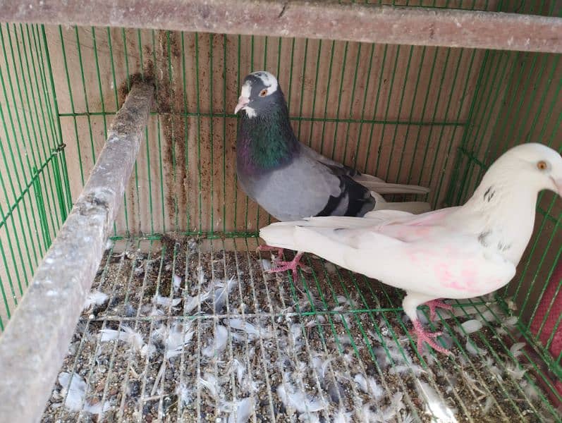 Lowflyer | Chatri Wala Pair for Sale 2