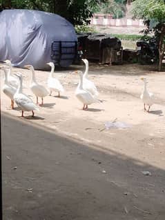 white long neck ducks