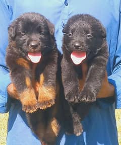 German Shepherd puppies for sale