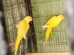 YELLOW mangoes beauty young pair