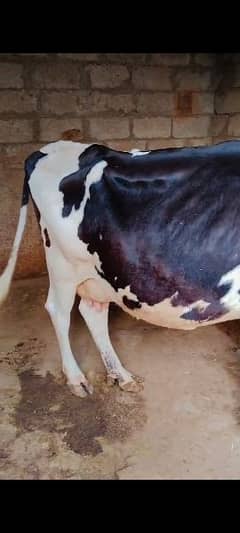 cow for sale