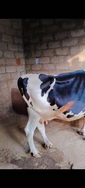 cow for sale 2