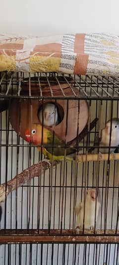 URGENT SALE 4 VERY BEAUTIFUL UNIQUE COLORS, READY TO BREED LOVE BIRDS