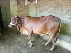 Sahiwal jersi cross cow