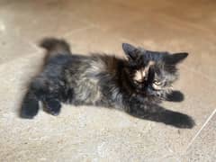 persian kittens with mother cat