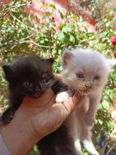 Persian kittens/cute kittens/Persian Cat/Kittens for Sale/cat for sale