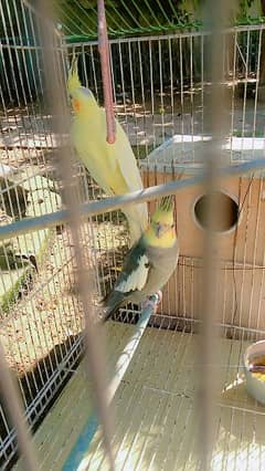 cockatiel couple black male and yellow female with cage