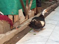 Gueana Fawl (1)one month chick with duck mother