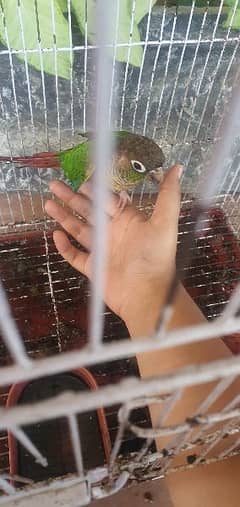 yellow sided conure male+grey cocktail pair