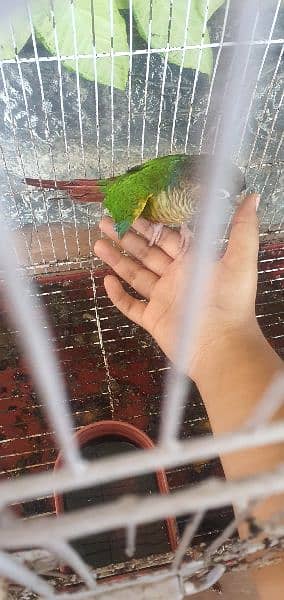 yellow sided conure male+grey cocktail pair 1