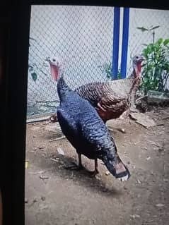 Turkey bird