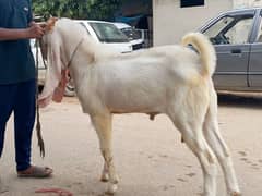 Gulabi andu bakra