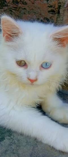 pure Persian Cat