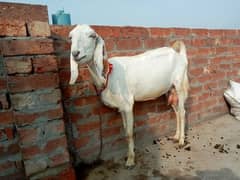 Dogli Bakri