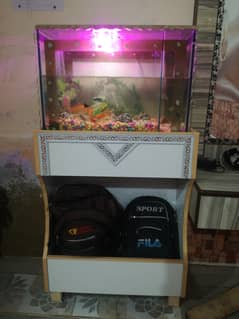 fish with aquarium + Staind