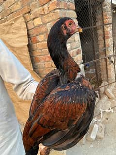 Aseel hens each piece 2500. . . . . . . . . . 03119835601