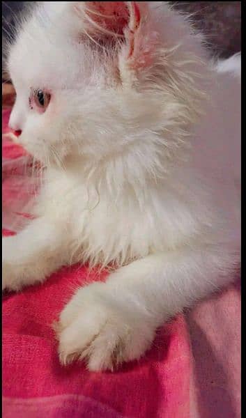 persian Cat white pair 1