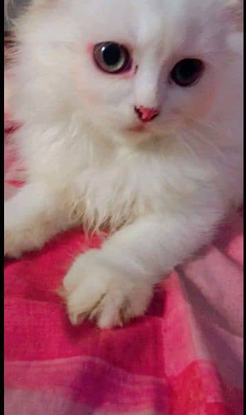 persian Cat white pair 3