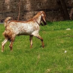 Bakra for sale