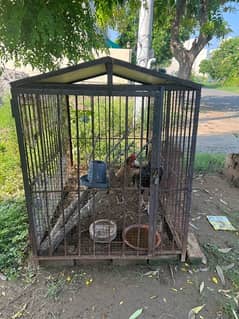 hens with cage 0