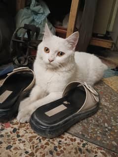 Persian cat white colour