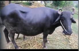 Buffalo / TAZA SUI With Kid / dasi cow / بھینس /cow for sale / Gaban