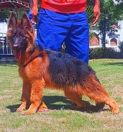 German Shepherd long coat important bloodline show quality heavy bone