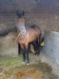 orignal tharo breed female horse age 6 years wattsap 03036050465