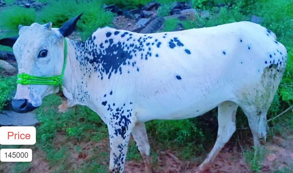 Cow /  Fateh Jangi / Friesian Jersey Cow / Gaee / گائے / wachi 1