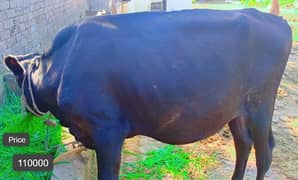 Cow /  Fateh Jangi / Friesian Jersey Cow / Gaee / گائے / wachi