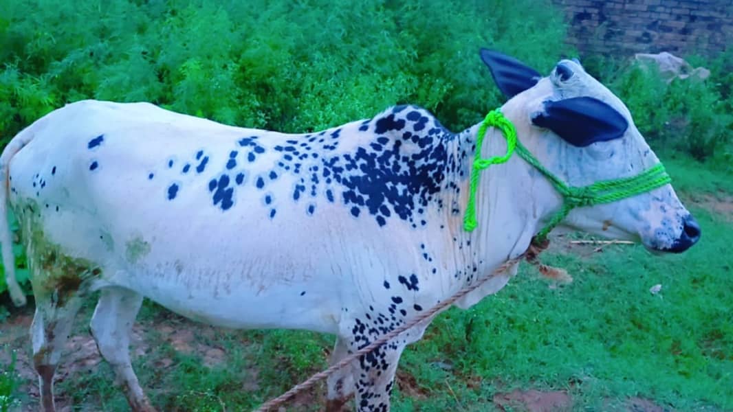 Cow /  Fateh Jangi / Friesian Jersey Cow / Gaee / گائے / wachi 4