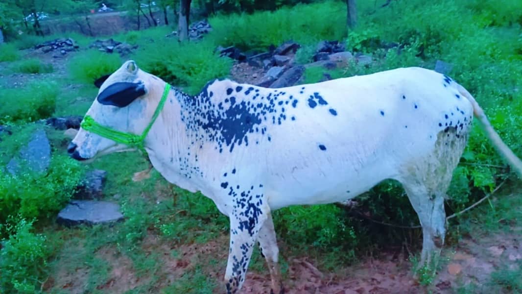 Cow /  Fateh Jangi / Friesian Jersey Cow / Gaee / گائے / wachi 5