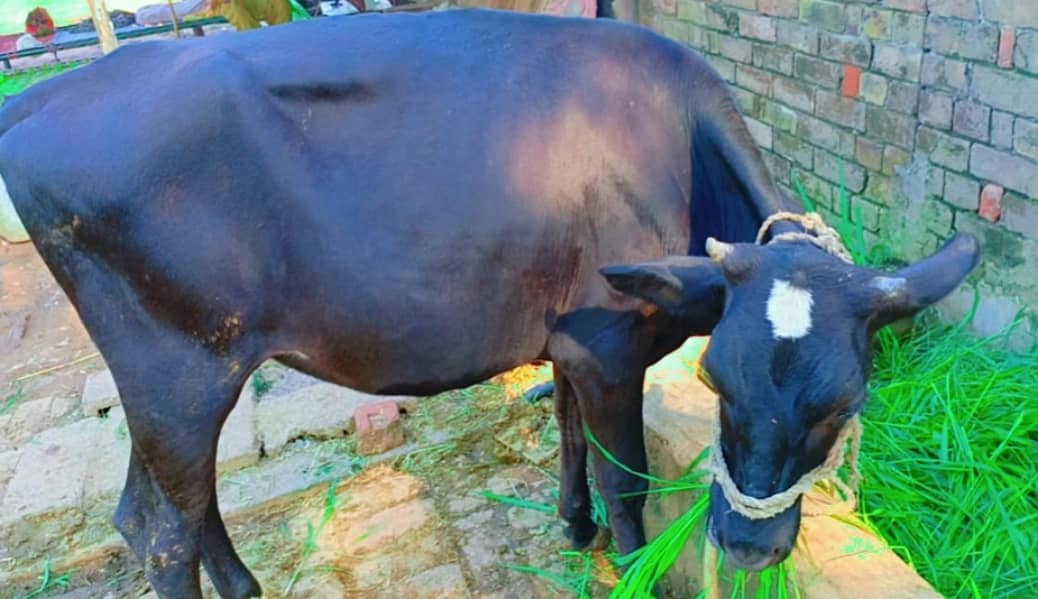 Cow /  Fateh Jangi / Friesian Jersey Cow / Gaee / گائے / wachi 2