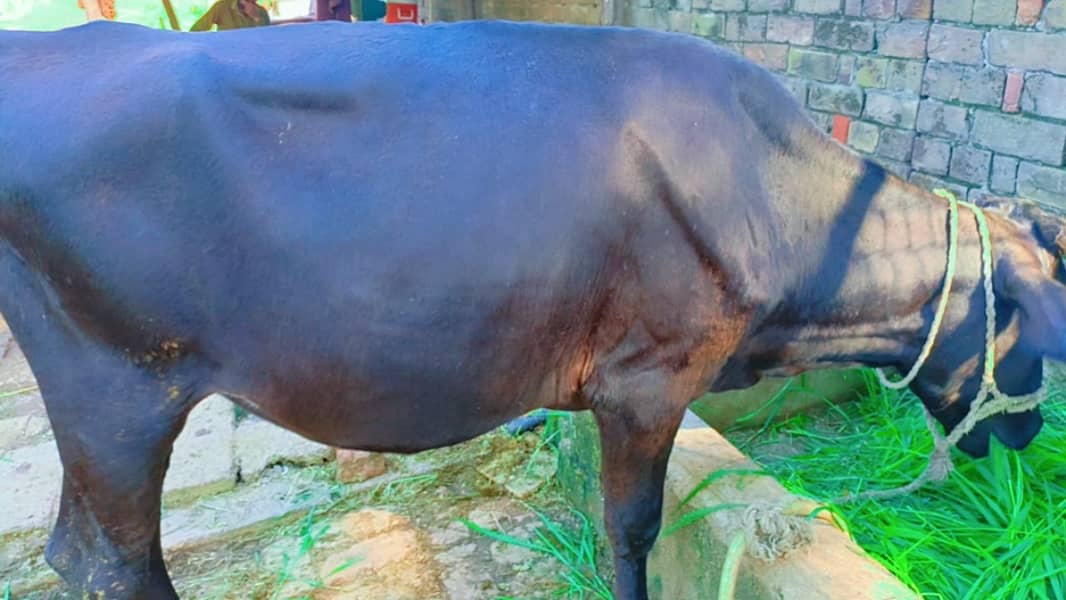 Cow /  Fateh Jangi / Friesian Jersey Cow / Gaee / گائے / wachi 3